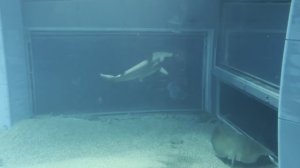 Рыба-молот в океанариуме Осаки