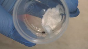 Сезон активности клещей стартовал