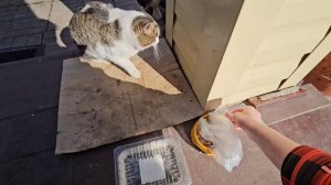 🔥кототигры Клёпа с Енотом показывают весеннее представление 🐈⬛🐈