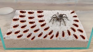 Что если Тарантул встретит сразу 1000 тараканов Этого он не ожидал!