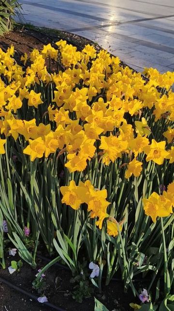 Весенняя Ялта