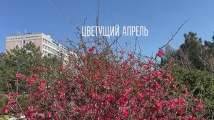 🌸 Цветущий апрель: прогулка по парку санатория Пирогова 🌸