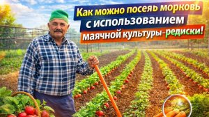 ПОСЕВ МОРКОВИ СОВМЕСТНО С МАЯЧНОЙ КУЛЬТУРОЙ.