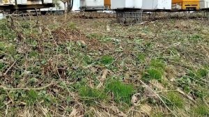 7 апреля. ПЧЁЛАМ НУЖНА ВОДА