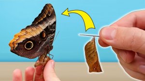 Как вырастить тропических бабочек из кокона у себя дома! alex boyko