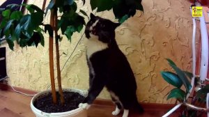 Кот говорит ням ням