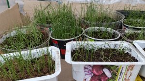 07.04.26 Забыла накрыть парник на ночь,хорошо,что мороза не было.😁