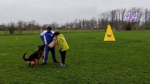 1 Оч/хор Баунти Вэй ФИЛАДЕЛЬФИЯ ++- №44. КРАСНОДАР 28 марта`26 Моно немецких овчарок