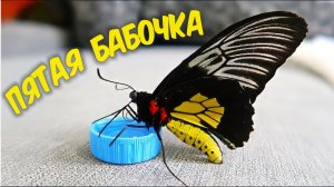 Бабочкариум! Пятая бабочка, Птицекрылка! Бабочкарий. alex boyko