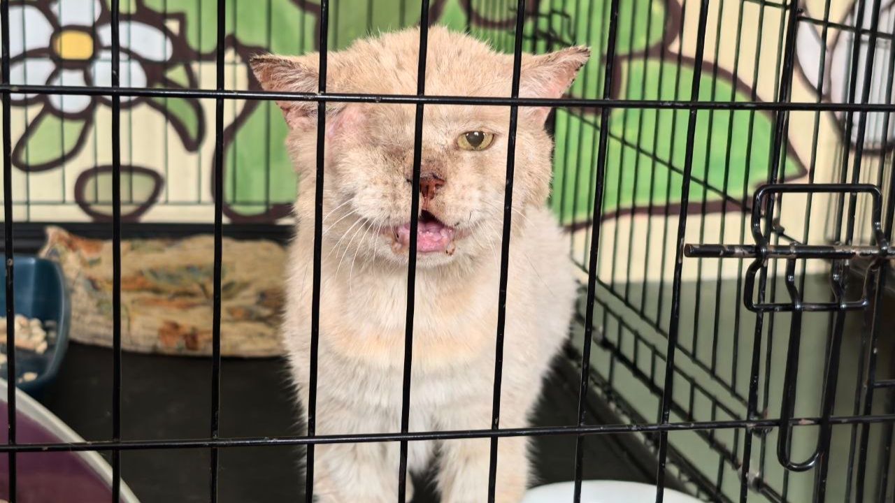 «КотоПес» меняет Рубцовск: город без опасностей для животных