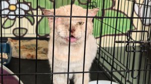 «КотоПес» меняет Рубцовск: город без опасностей для животных