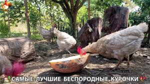 Забавные курочки несушки на сельском подворье 🤗😂😜 (132)