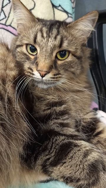 Тимка #мойпитомец