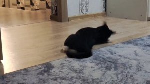 ВИДЕО ИЗ АРХИВА. МОИ ПИТОМЦЫ 🐶