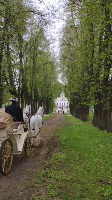 Катание в открытой карете