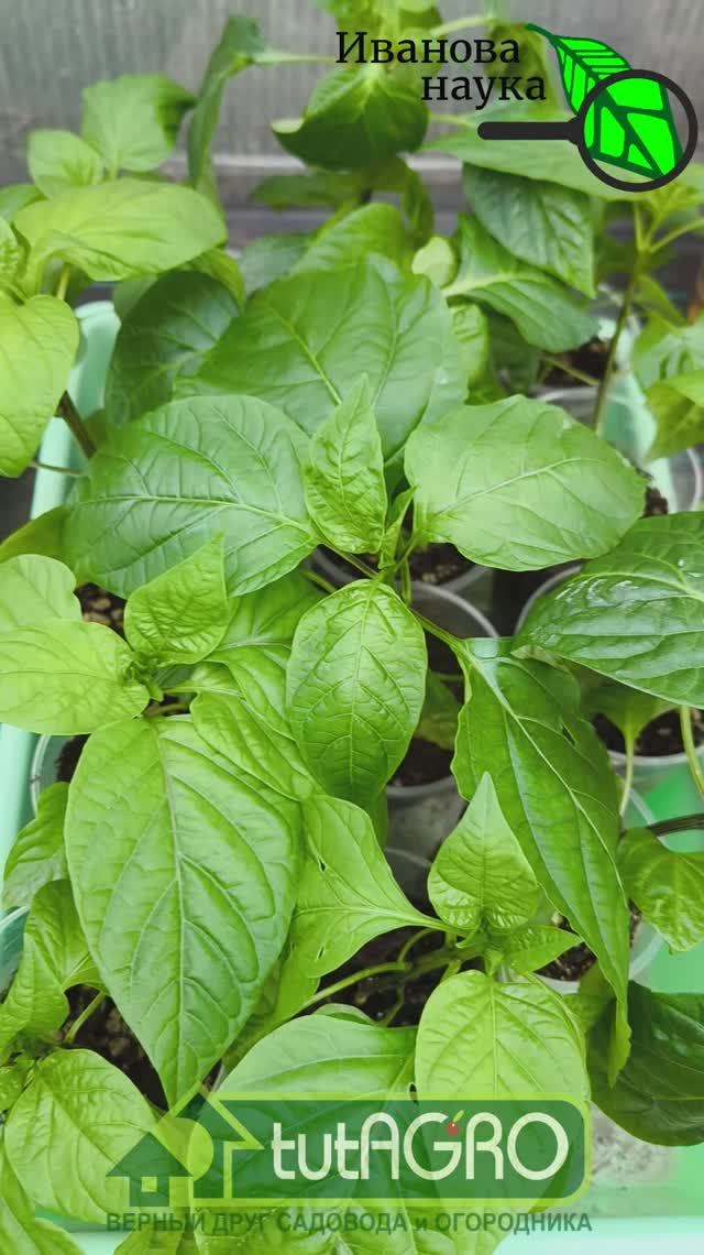 РАССАДА ЗАМЕРЛА? ЭФФЕКТ ШОКИРУЕТ: рассада в 3 раза мощнее! Как вырастить толстые стебли за 7 дней.