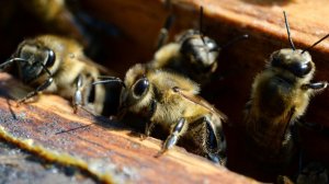 Пчелиный рой облепил двигатель самолета в США