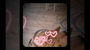 1000055310.mp4 (Собака наблюдает за устройством лестницы на 2-ой этаж в доме А-фрейм)