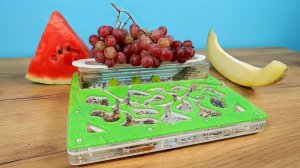 Что выберут Муравьи Арбуз, Дыню или Виноград Эксперимент с муравьями. alex boyko