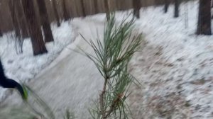 Рубрика Прогулка экскурсия птички и так поболтать без Розы 🌹