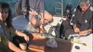 Новороссийск .Широкая  Балка. Дельфины