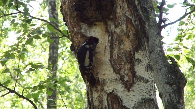 Семейство дятлов. Часть 3. (Большой пестрый дятел)