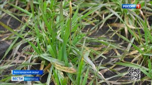 Белгородские аграрии испытывают озимую пшеницу нового поколения