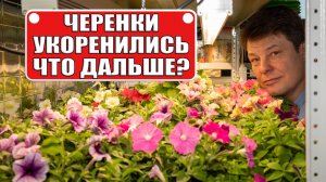 Петуния из черенка за 3 недели: перевалка, полив и миф о “кривых” черенках