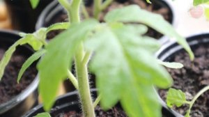 Одна правильная капля на литр воды превратит хилую рассаду в будущих рекордсменов по урожаю!