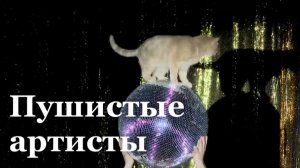 Театр кошек Куклачёва выступил с гастролями в Луганске