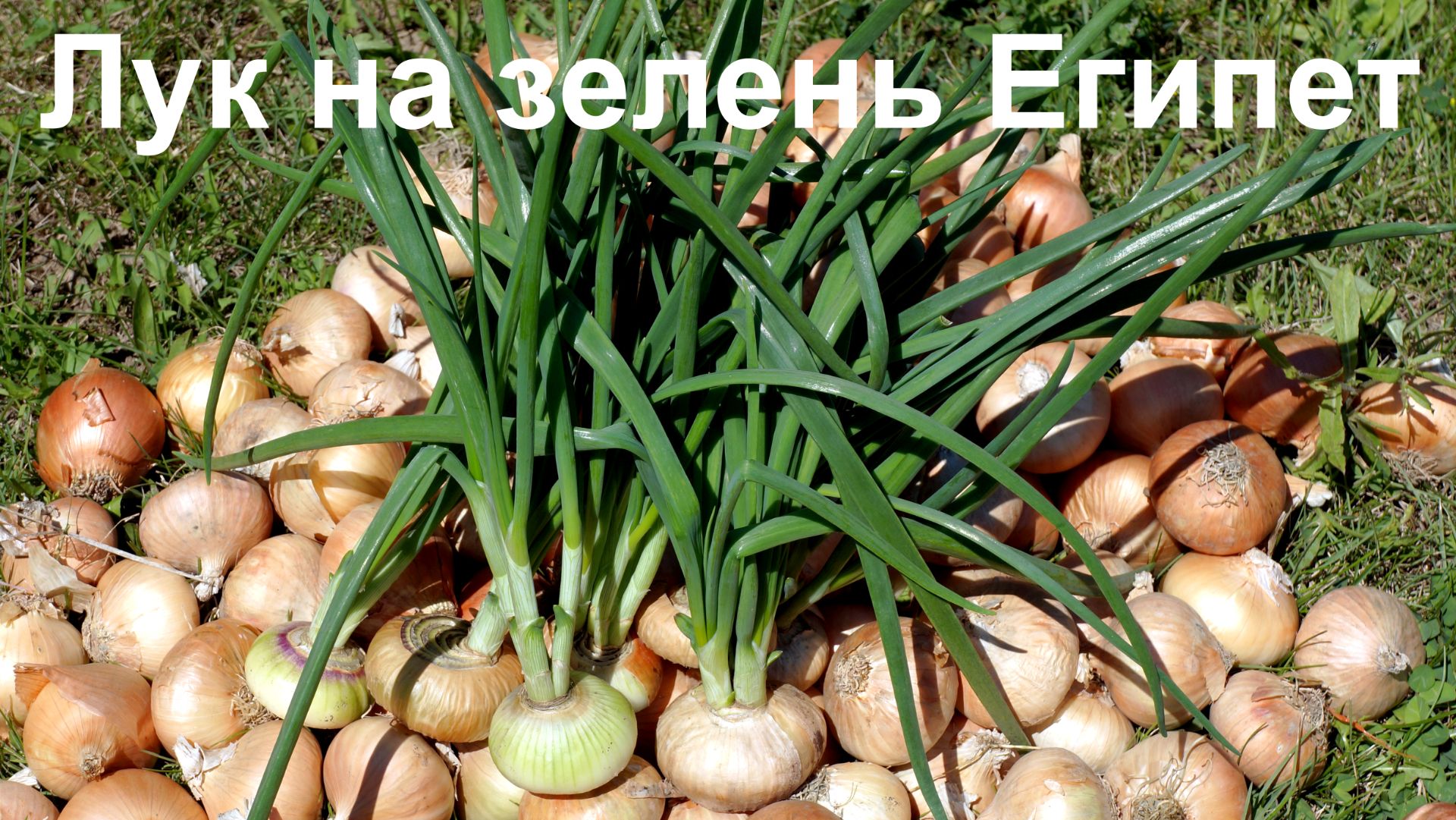 Египетский лук на зелень