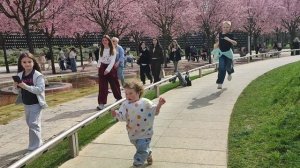 Парк Галицкого преобразился  и стал розовым от цветущей вишни и магнолии.