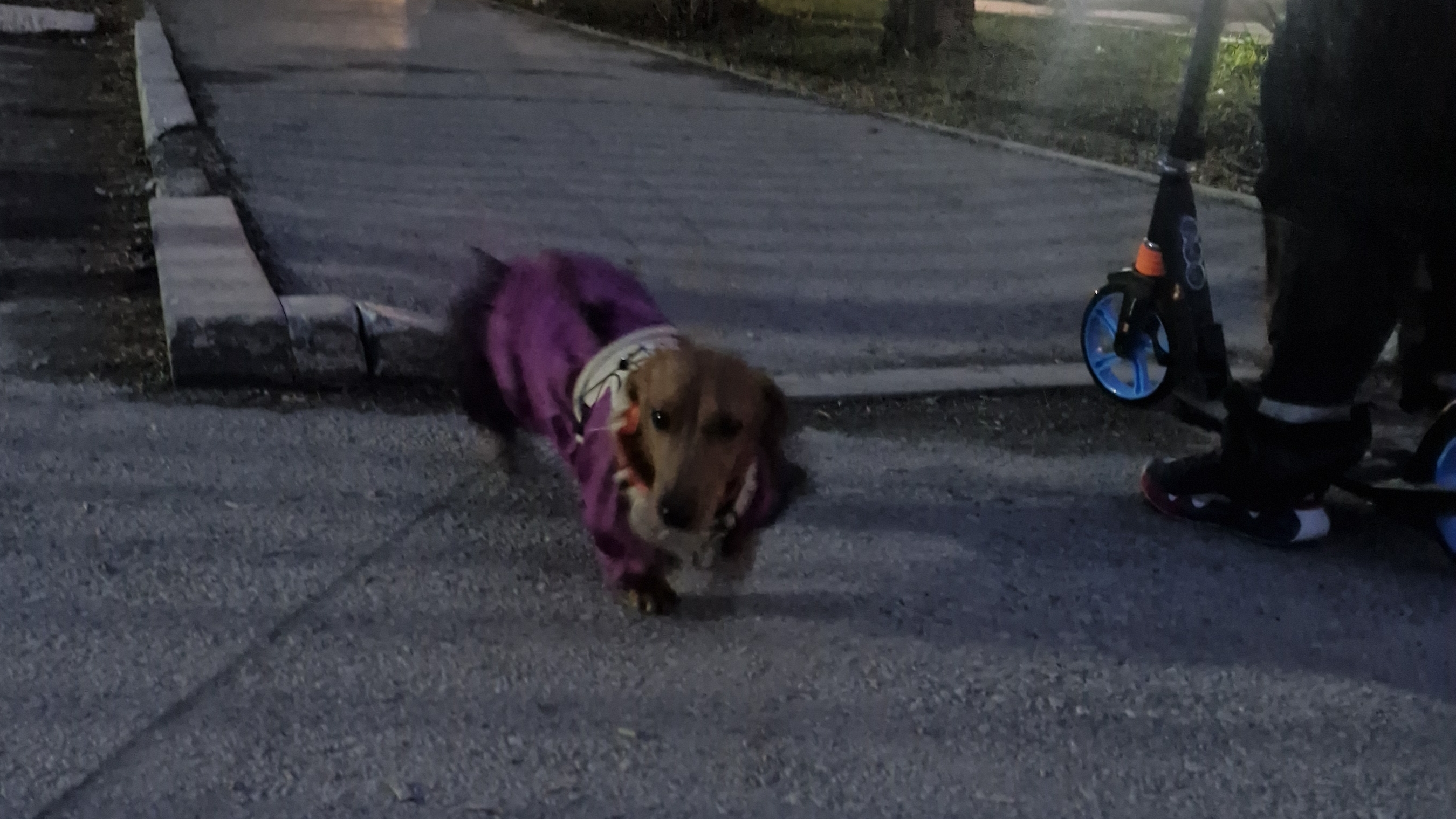 Веста на прогулке