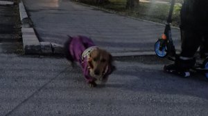 Веста на прогулке