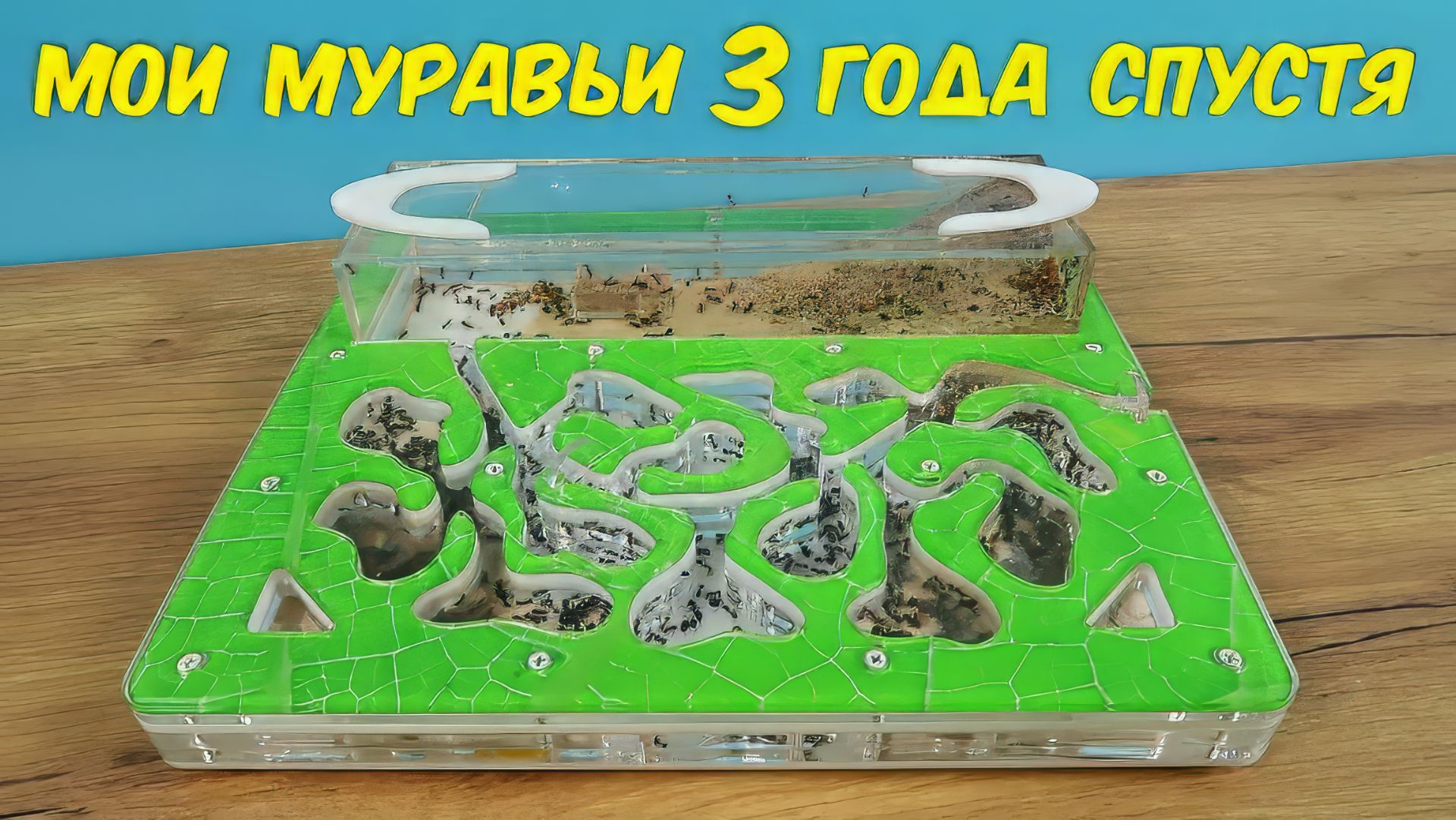 Как живут мои муравьи жнецы спустя 3 года. Самая старая колония. Alex Boyko