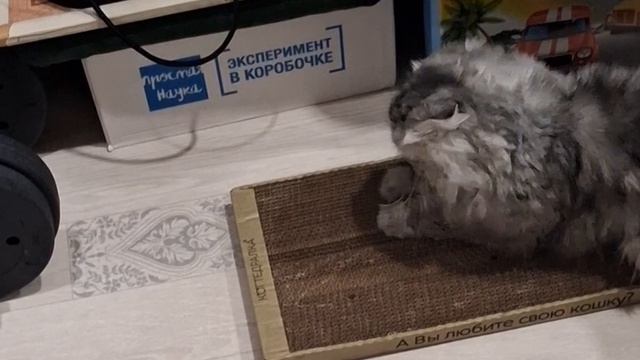 Кот очень доволен когтеточкой!❤️