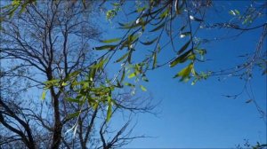 Окно возможностей открывается только один раз.