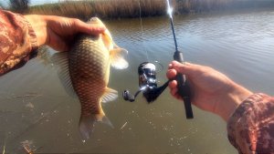 Крупные караси на мормышку! Олта навахо мормышка 168
