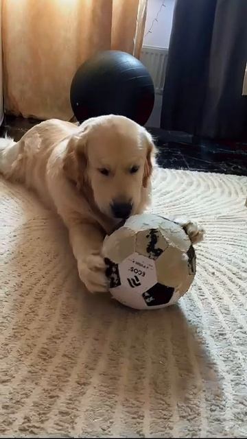 Вкусный мяч)))