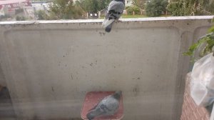 Голубь моет свои подмышки, чистота - залог здоровья!