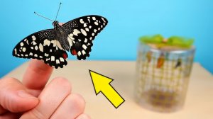 Бабочкариум! Рождение первой Бабочки! Поела и сходила в туалет! alex boyko