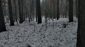 В лесу: почему себя так ведёт Трамп - концепция "сумасшедшего президента" и доктрина энергогегемона