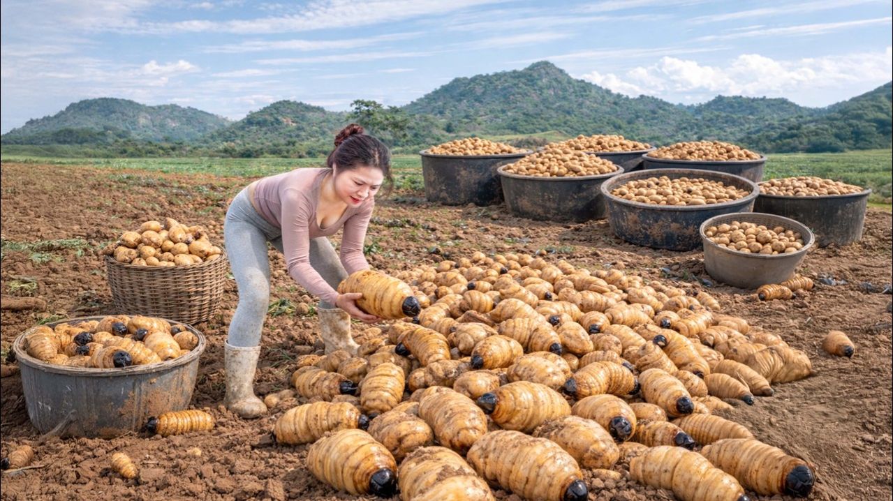 Собираем РЕДКИЕ коконы кокосовых червей — готовим вкусные деревенские блюда. Быстро раскупают.