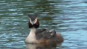 День птиц (7а класс)