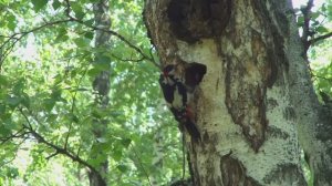 Семейство дятлов. Часть 1