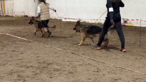 ОТКРЫТЫЙ КОБЕЛИ / КЧК ВОЛОГДА 4 апреля`26 А.Буйнова Моно немецких овчарок