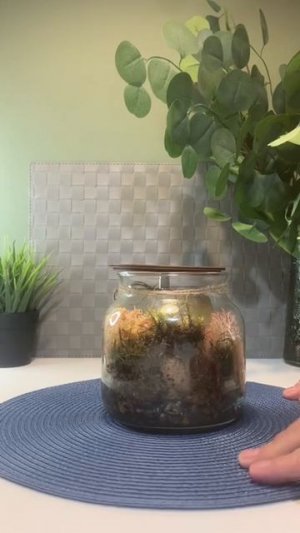 video5247253062686380286