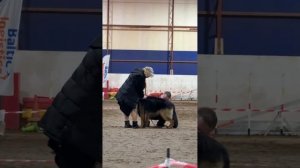 МОЛОДЫЕ КОБЕЛИ ДШ / КЧК ВОЛОГДА 4 апреля`26 А.Буйнова Моно немецких овчарок