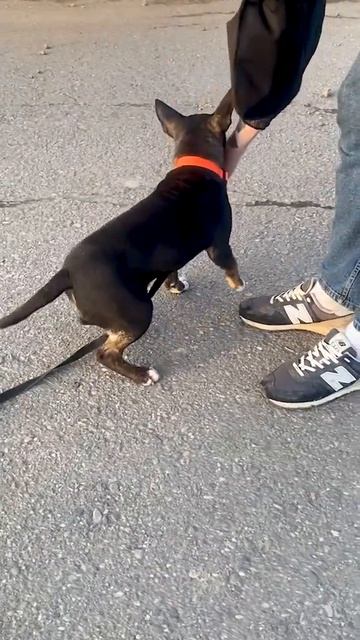 Клип @lapa35vologda