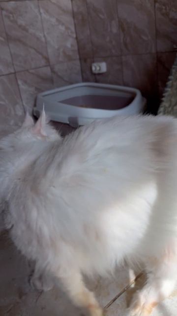 Narnia Moc Lakshestar год и 6 месяцев мейн кун.